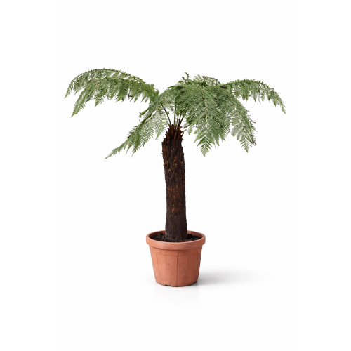 Dicksonia Antarctica 130cm pnia